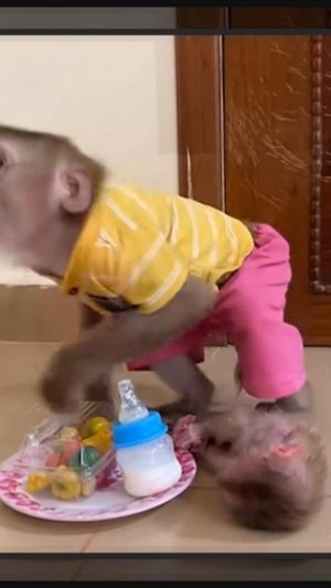 Старший младшего культурно нёс за хвост  и в тарелку бросил    1000032298.mp4