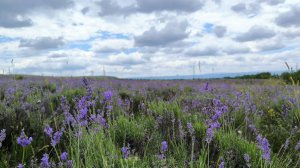 Песенная Медитация 02.09.2025