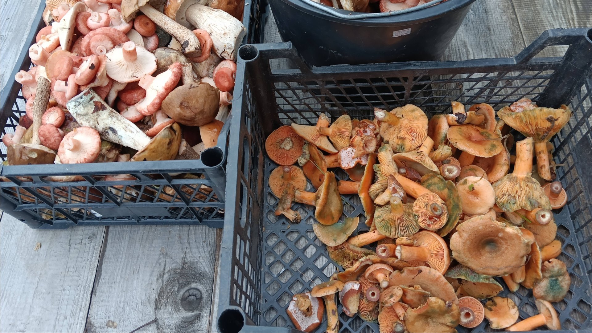 Дневник_ВОЛОГЖАНКИ