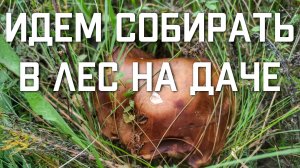 Есть ли грибы сейчас в Подмосковье идем собирать в лес на даче