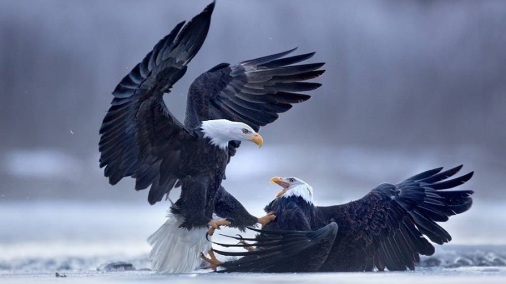 День свободного ветра в крыльях смотреть онлайн