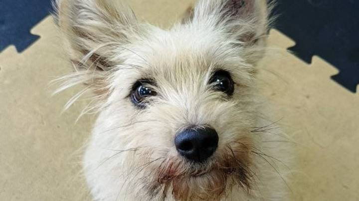 Собака в добрые руки. Бодрящая Окрошка