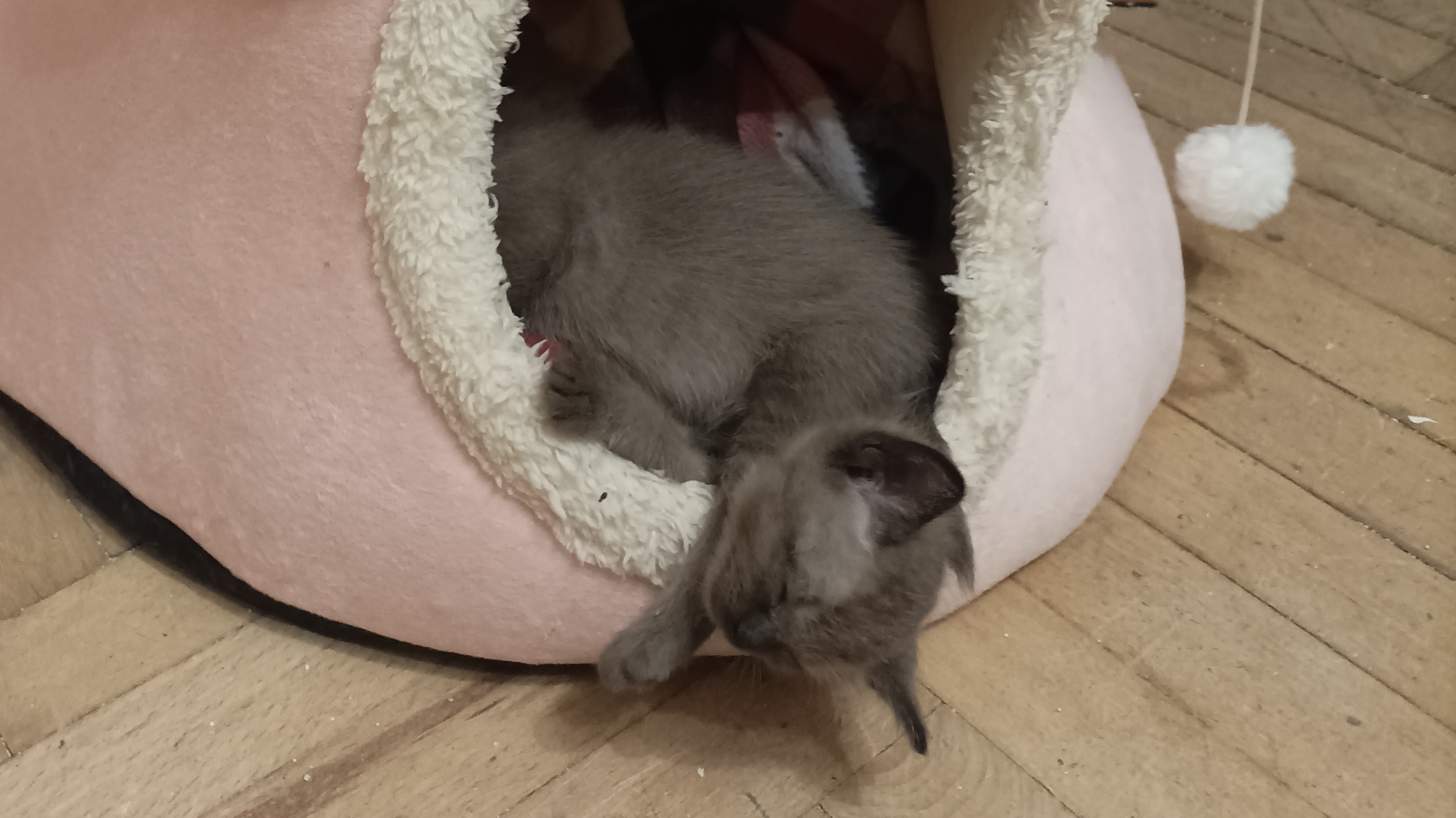 Маленькая сплюшка)