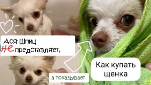 Как купать щенка шпица