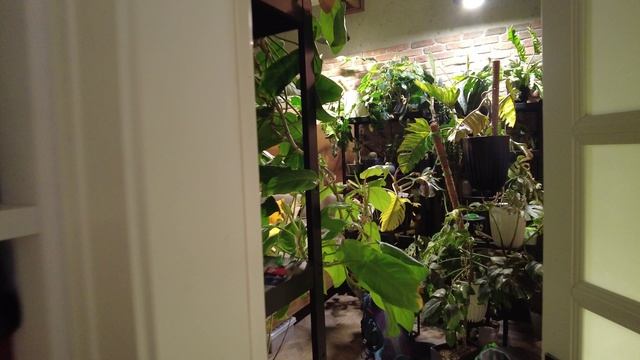 Палатка, бананы, 900 км во имя флорариума