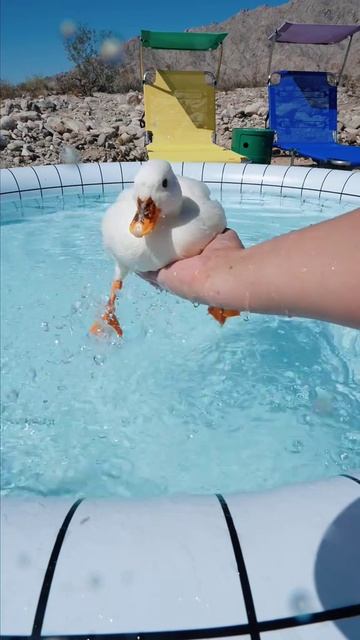 Просто уточка делает свои утиные дела 😊 #уточка #милота