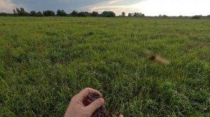 Охота на перепела и дупеля.