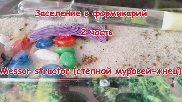 Заселение в формикарий Messor structor (степной муравей-жнец) 2 часть. смотреть онлайн