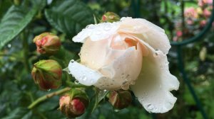 Цветы в саду