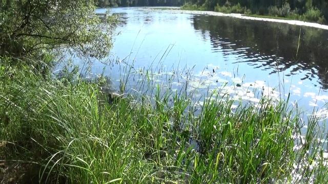 Весёленькие гости