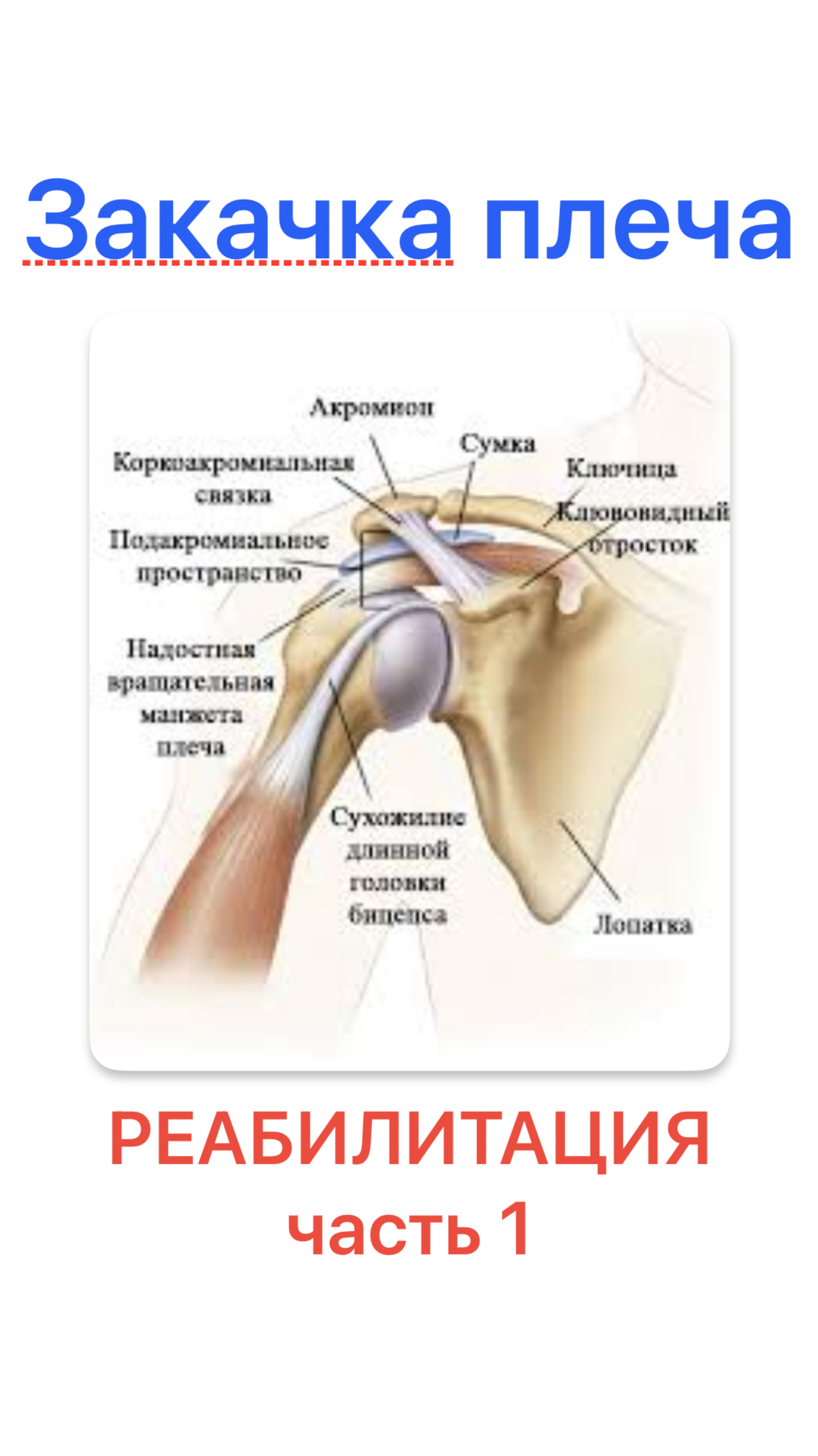 Тренировка плеч. Закачка плеча
