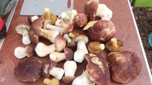 Сбор боровых. 31.08 - 01.09.25