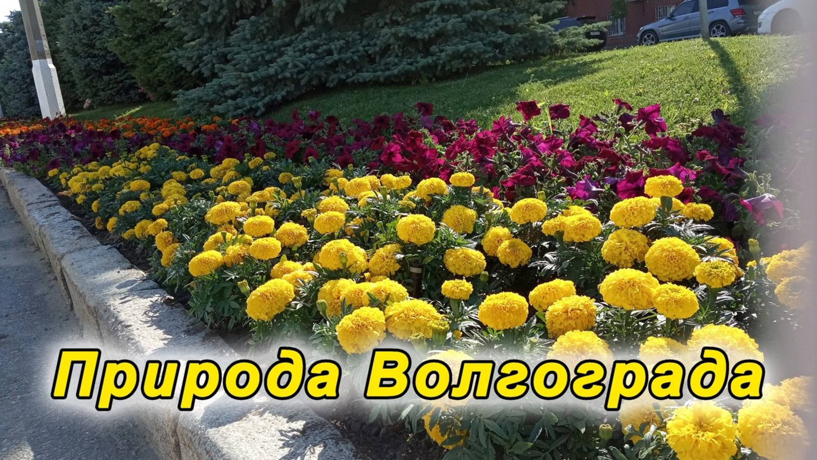 Природа Волгограда