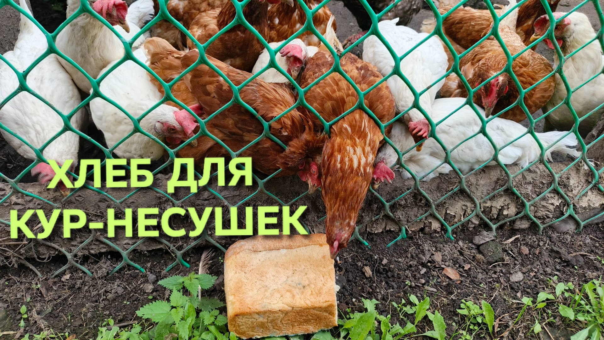 Куры-несушки В каком виде можно давать хлеб курам смотреть онлайн