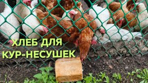 Куры-несушки В каком виде можно давать хлеб курам