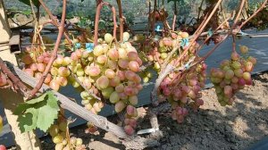 Виноград Купидон (Щенников О. Н.) 02.09.25г. виноградник Король В.Н.г.Краснодар 8-918-62-41-307