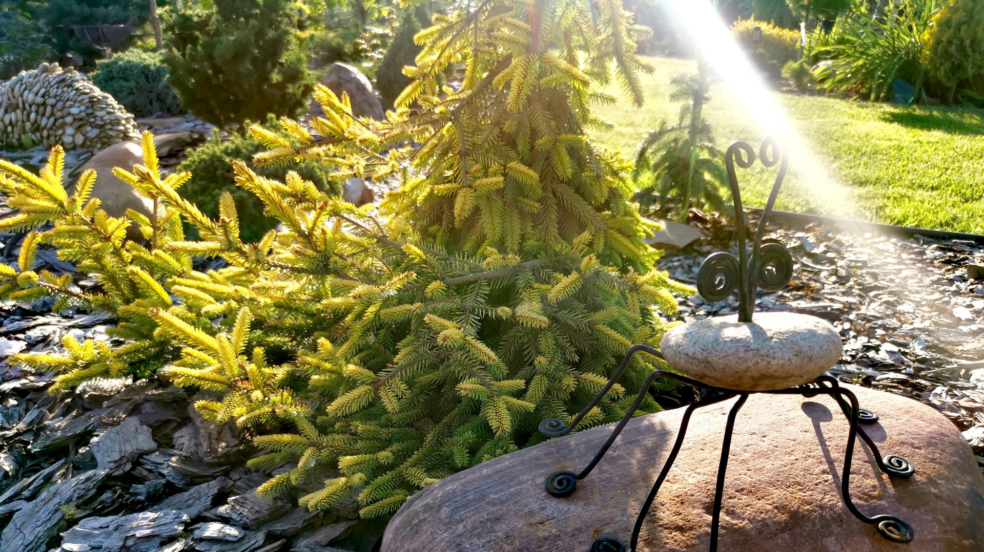 ХВОЙНЫЙ САД в последний день лета! Часть II🌲31.08.2025г#сад #дача #обзор #garden смотреть онлайн