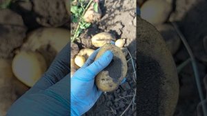 картофель оскар, пикассо, Бернина, сарпо мира