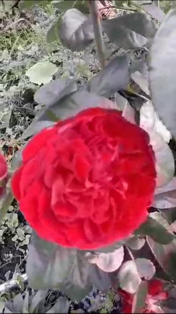 Эротик Рококо. 2025