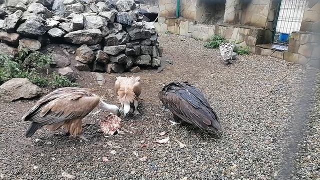 Грифы делят трапезу @ Тебердинский заповедник смотреть онлайн