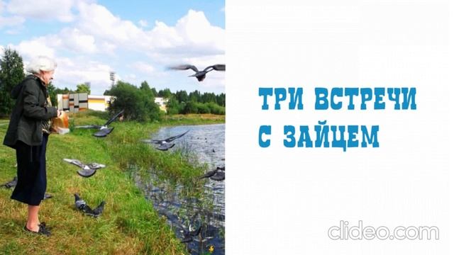 Три встречи с зайцем