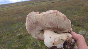 Гуляю за грибочками.