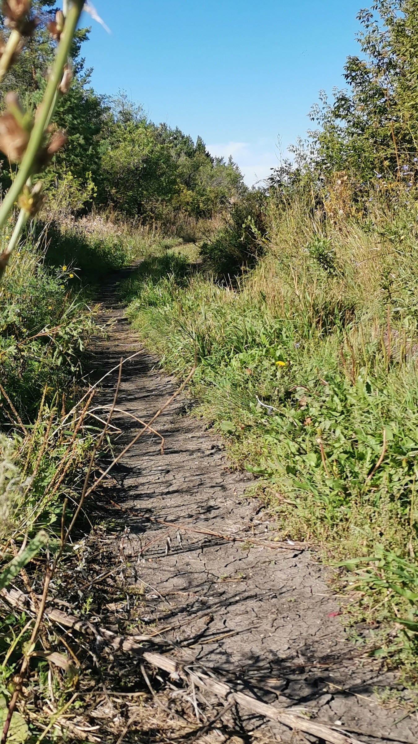 Я усталым таким ещё не был. В эту серую морозь и слизь Мне приснилось рязанское небо.