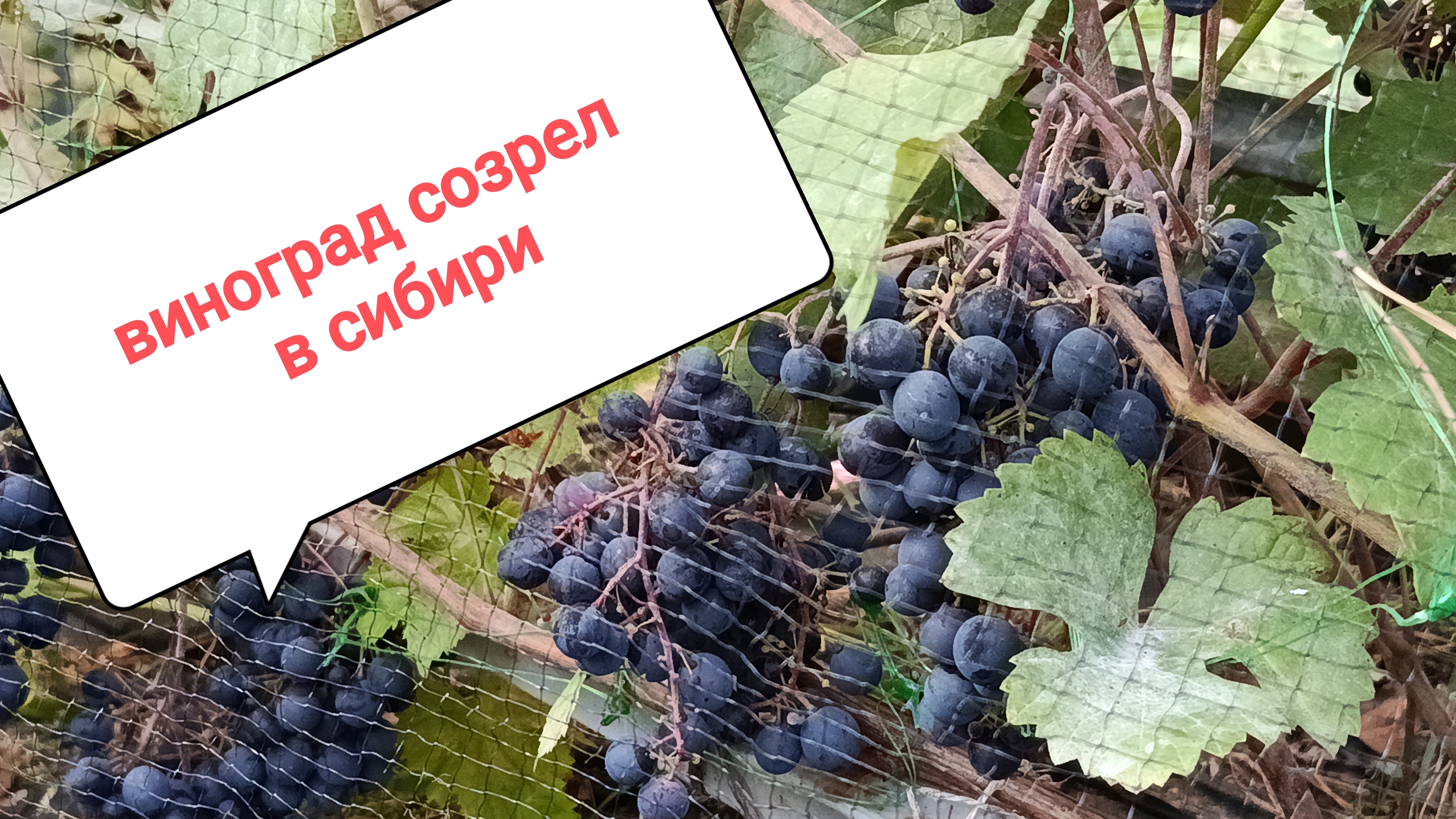 В Сибири зреет виноград!!! смотреть онлайн