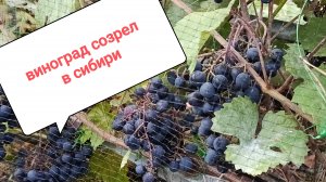 В Сибири зреет виноград!!!
