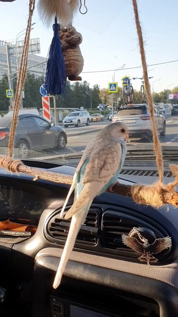 едем в дальние края попуг и семья