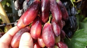 Шикарный гибрид от Калугина!!!🍇🍇🍇 Telegram, WhatsApp и Vlber +79528500417. Тел. +79054033245.