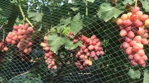 Огненный 2025 - шикарный сверхранний красавец