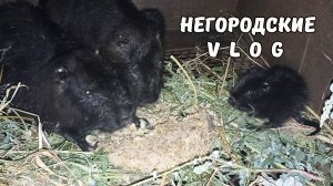 Копаем картошку. НУТРЯТА уже едят кашу. 31.08.25