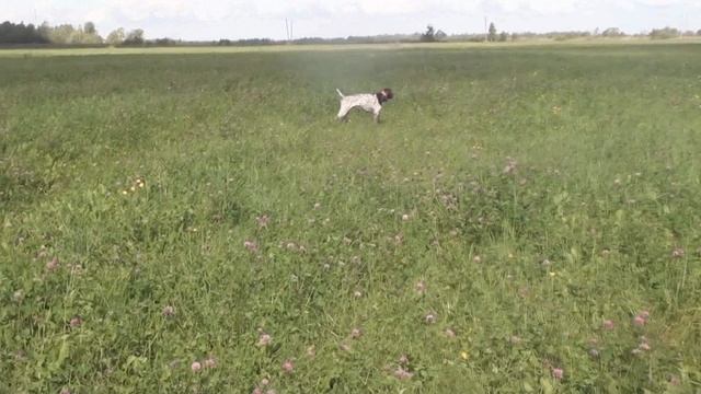 Курцхаар Эрик работа по дупелю и бекасам. В шаге от рождения легавой. смотреть онлайн