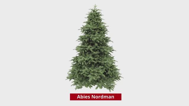 Triumph Tree Abies Nordman (Hook on) - Нормандия смотреть онлайн