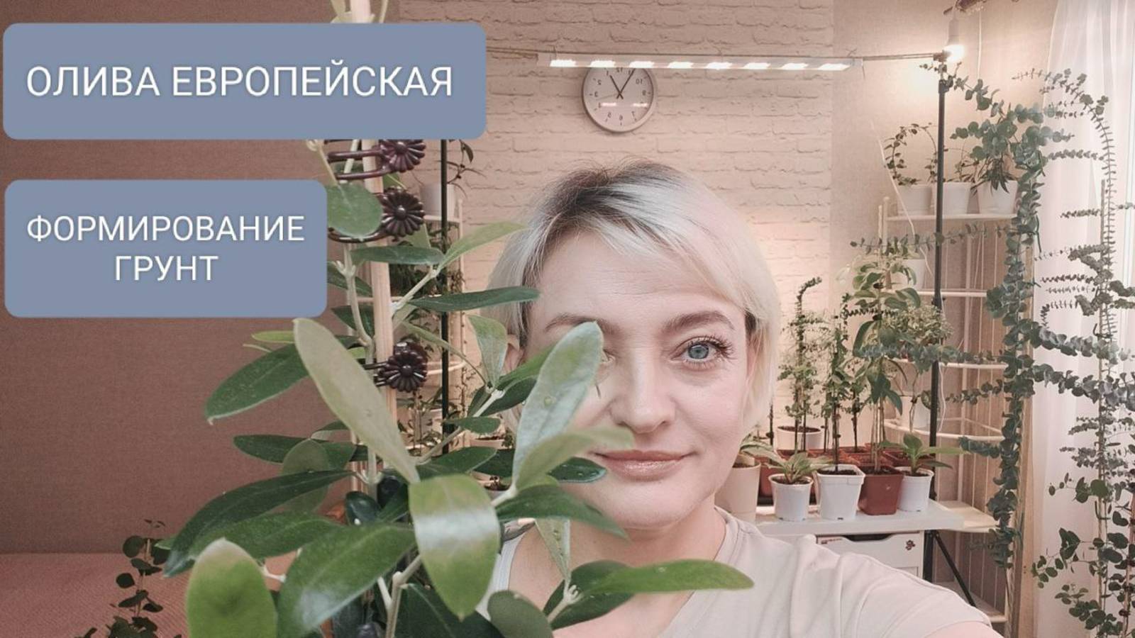 🟢🟢ФОРМИРОВАНИЕ ОЛИВЫ ЕВРОПЕЙСКОЙ🟢🟢 смотреть онлайн