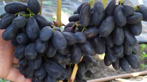 Виноградное АССОРТИ в сентябре 2025г.
Часть 1