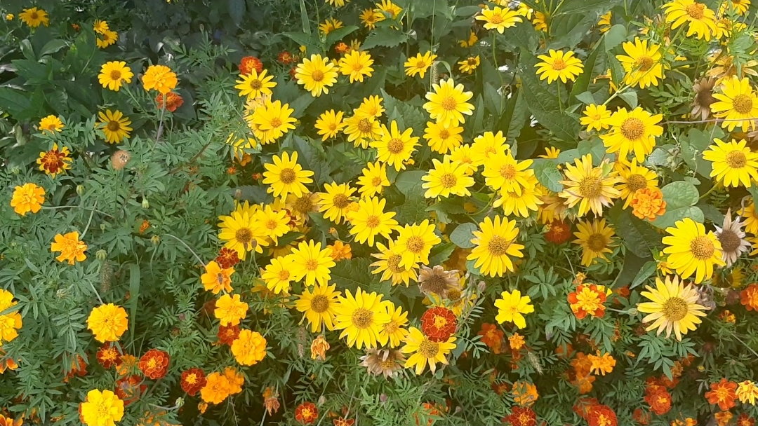 Влог 28.08-2.09/ Наши сельские будни/Болталка. смотреть онлайн