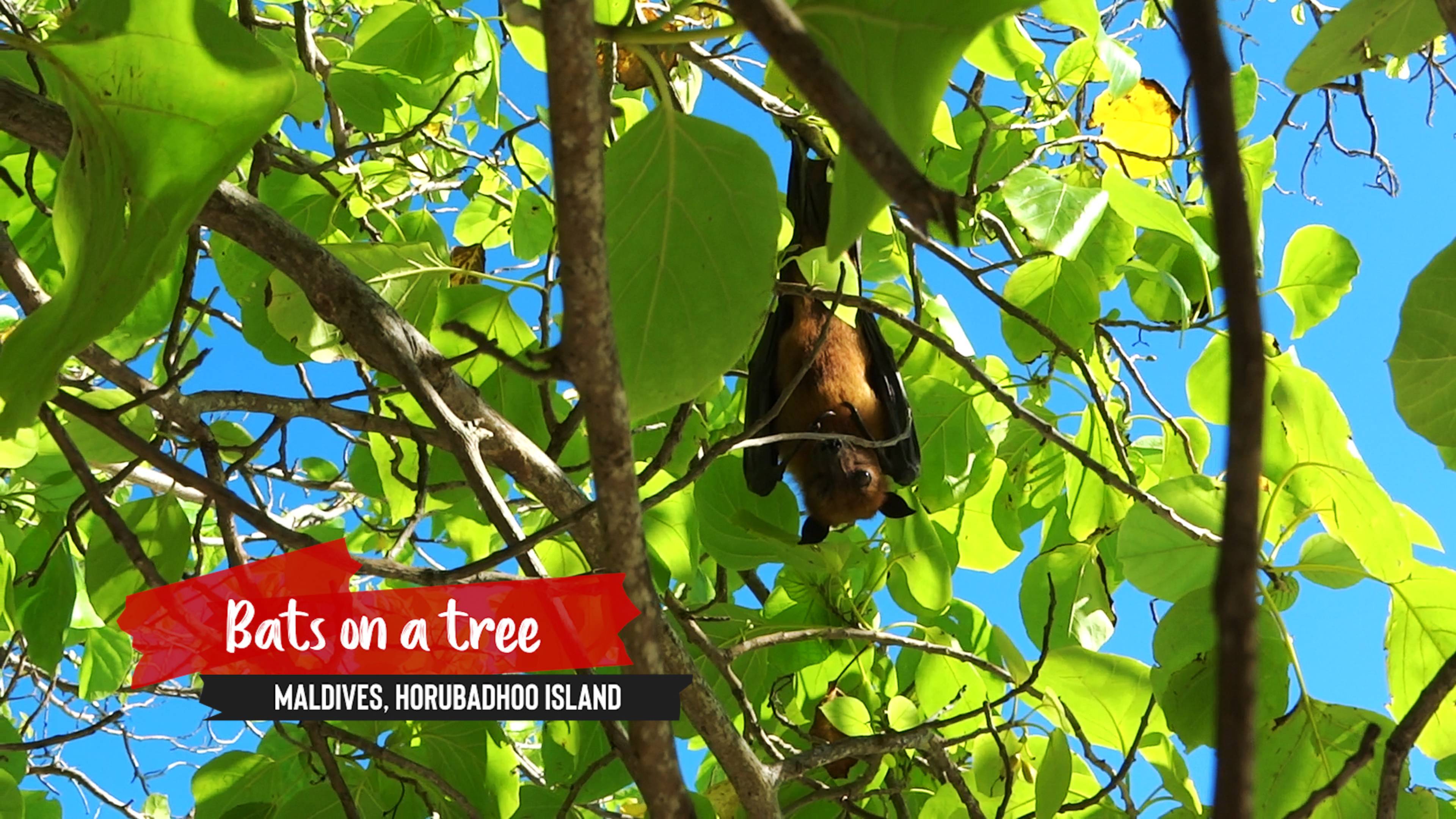 Bats In The Maldives