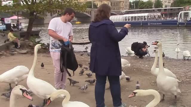 Лебеди в Праге / Ретровидео смотреть онлайн