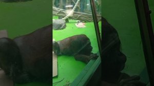 Московский зоопарк. Орангутанги, семья человекообразных обезьян, наблюдать за ними интересно, умные