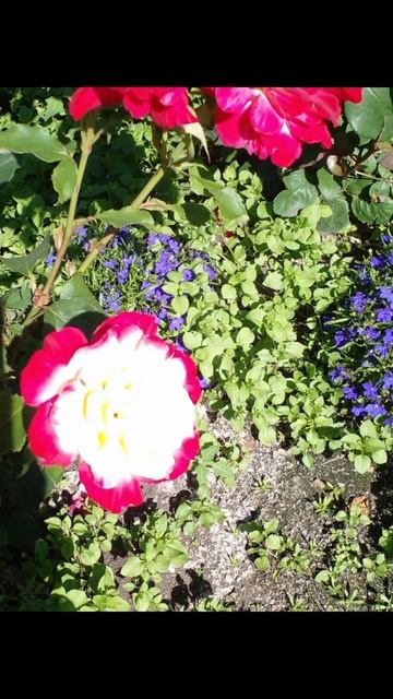 Ярославль! Айда со мной! Кремль, цветы, композиции - минутка релакса для вас.)  #дача #beautiful