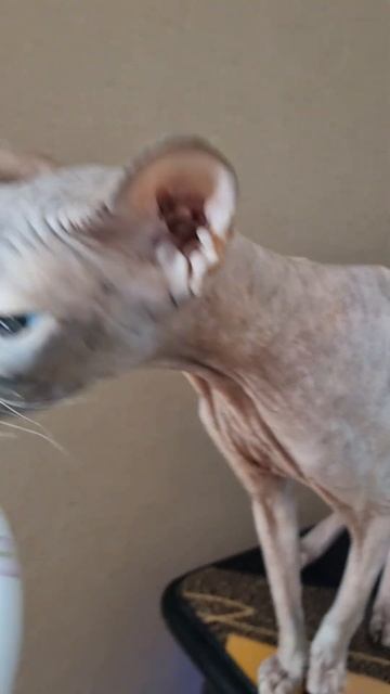 Лиза будет кушать рыбку=) #sphinxcat смотреть онлайн