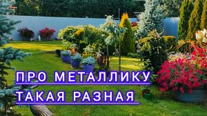 Гортензии сейчас ,новинки разное цветение.Какая мульча лучше ? Красота в саду .
