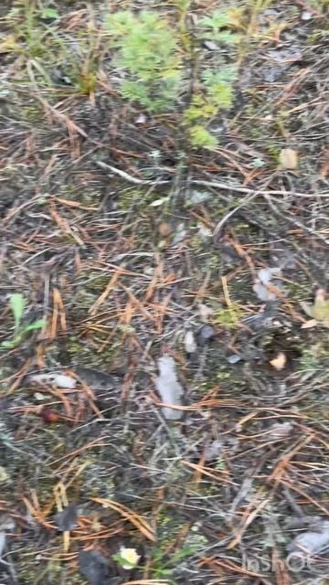 Собираем грибочки)