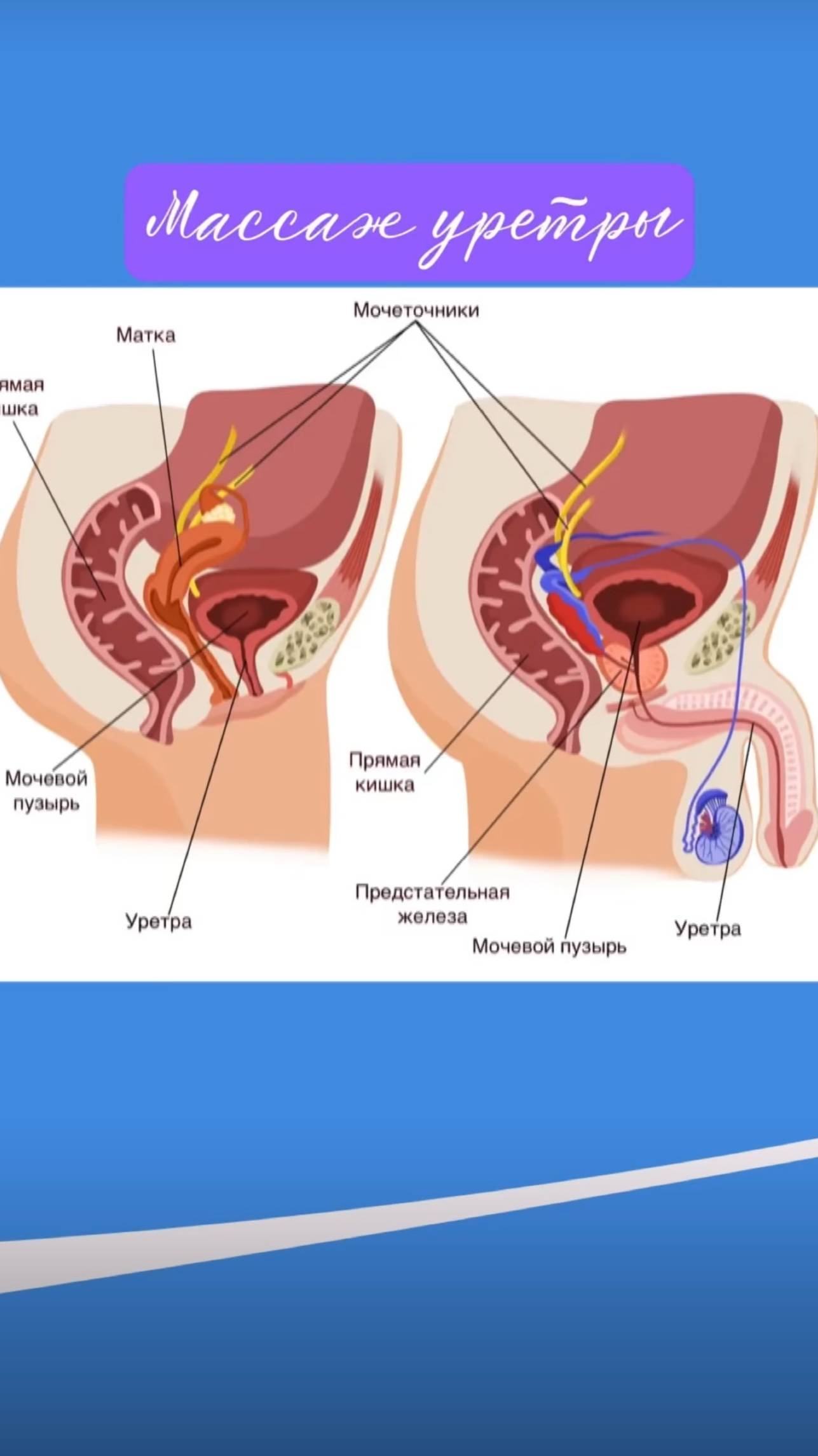 Массаж уретры смотреть онлайн