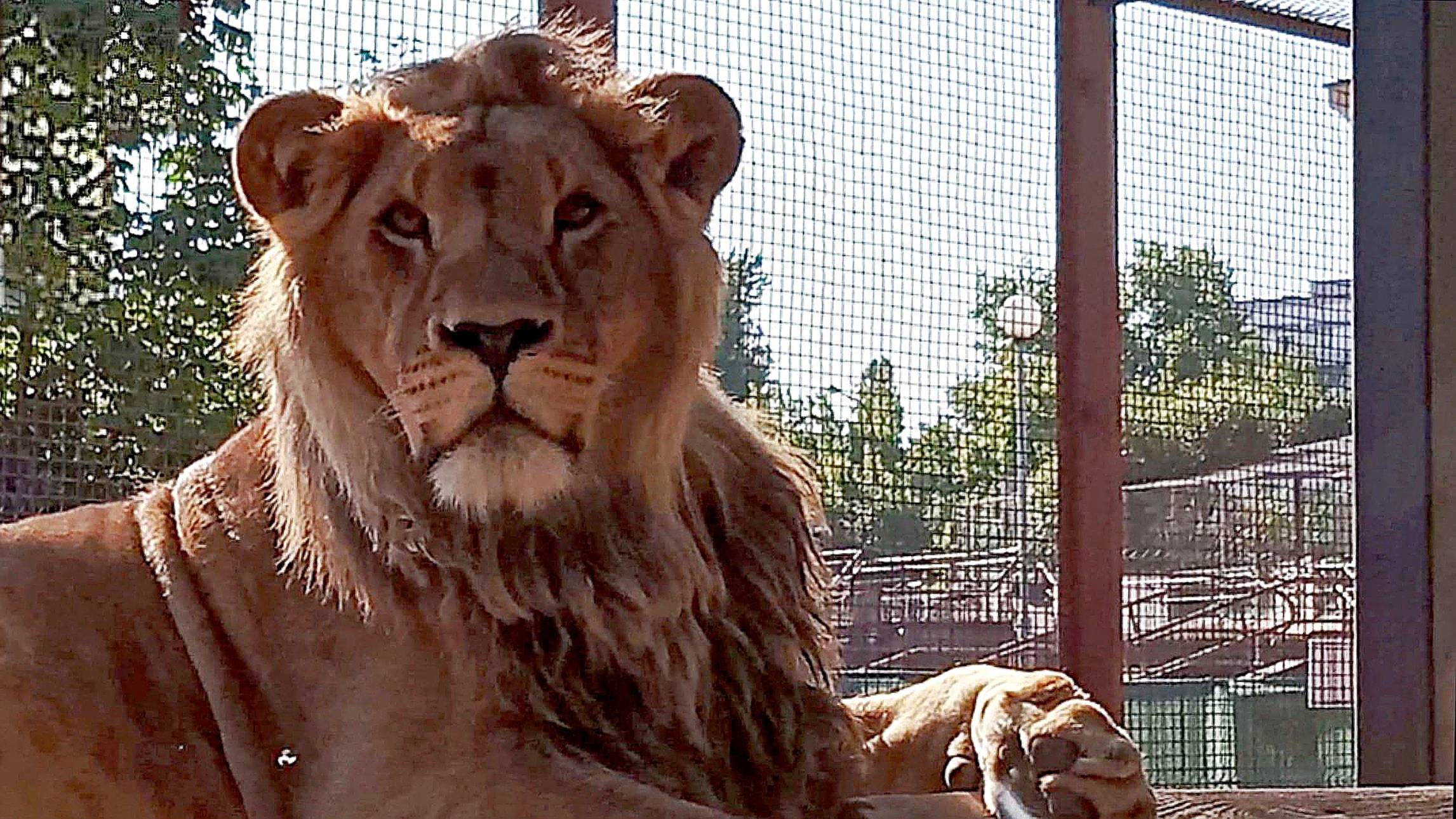 Лев ШЕРХАН. Как мы с Александром уговаривали царя покушать. Кругленький животик Порша (1 выпуск) смотреть онлайн