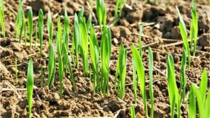 Сидерат сидерату -  рознь. Какой сидерат выбираю для грядки под томаты