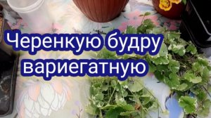 Черенкование продолжается. Бурда вариегатная.