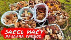 В ТВЕРСКИХ БОРАХ ИДЕТ РАЗДАЧА ГРИБОВ 🔥